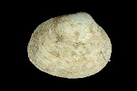 藏品(簾蛤)的圖片